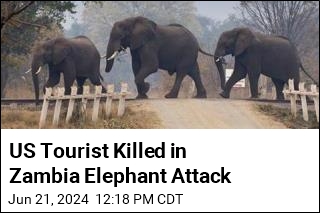 US Tourist Killed in Zambia Elephant Attack