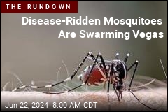 Disease-Ridden Mosquitoes Are Swarming Vegas