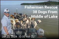 They Went to Catch Fish, Caught 38 Dogs Instead