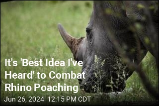 To Deter Poachers, Rhino Horns Go Radioactive