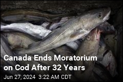 Canada Ends Cod Moratorium After 32 Years