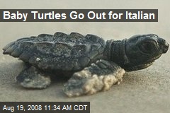 Baby Turtles Go Out for Italian