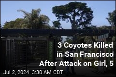 3 Coyotes Killed in San Francisco After Attack on 5-Year-Old