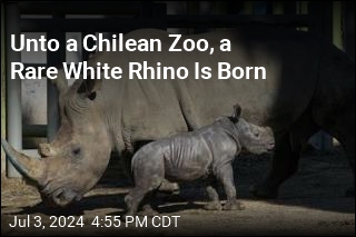 Unto a Chilean Zoo, a Rare White Rhino Is Born