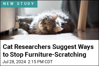 Chasing Laser Dots May Push Cats to Scratch Furniture