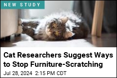 Chasing Laser Dots May Push Cats to Scratch Furniture