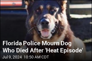 Police Dog in Florida Dies After &#39;Heat Episode&#39;
