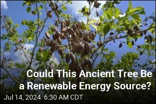 Could This Ancient Tree Be a Renewable Energy Source?