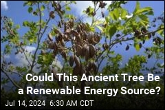Could This Ancient Tree Be a Renewable Energy Source?