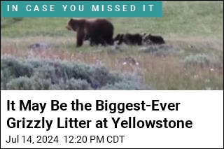 It May Be the Biggest-Ever Grizzly Litter at Yellowstone