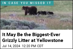 It May Be the Biggest-Ever Grizzly Litter at Yellowstone