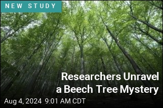 Researchers Unravel a Beech Tree Mystery