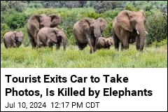Man Exits Car to Take Photos, Is Trampled by Elephants