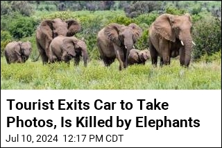 Man Exits Car to Take Photos, Is Trampled by Elephants