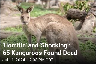 65 Kangaroos Shot, Rammed by a Vehicle
