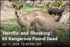 65 Kangaroos Shot, Rammed by a Vehicle