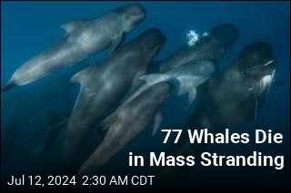 Entire Pod of Pilot Whales Decimated in Mass Stranding