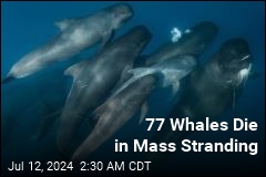 Entire Pod of Pilot Whales Decimated in Mass Stranding