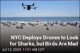 As Drones Patrol NYC Beaches Seeking Sharks, Birds Are Mad