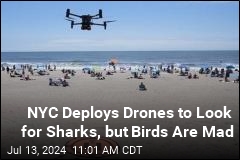 As Drones Patrol NYC Beaches Seeking Sharks, Birds Are Mad