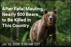 Romania Authorizes Culling of Almost 500 Bears
