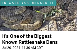 At Massive Rattlesnake Den, Scientists, Public Are Watching