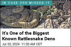 At Massive Rattlesnake Den, Scientists, Public Are Watching