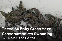 These 60 Baby Crocs Have Conservationists Swooning