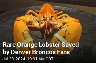 Rare Orange Lobster Saved From Dinner Plate by Broncos Fans