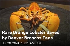 Rare Orange Lobster Saved From Dinner Plate by Broncos Fans