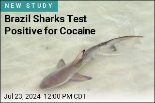 As It Turns Out, Cocaine Sharks Are Real