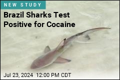 As It Turns Out, Cocaine Sharks Are Real