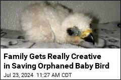 Family Gets Really Creative in Saving Orphaned Baby Bird