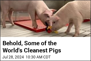 Meet Some of the World&#39;s Cleanest Pigs