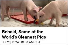 Meet Some of the World&#39;s Cleanest Pigs