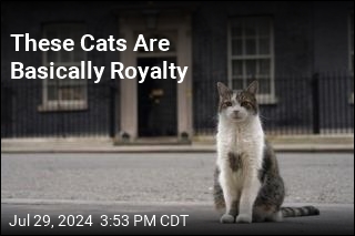 These Cats Are Basically Royalty