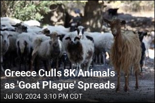 Greece Culls 8K Animals as &#39;Goat Plague&#39; Spreads