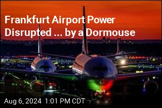 Frankfurt Airport Sees Disruption ... by a Dormouse