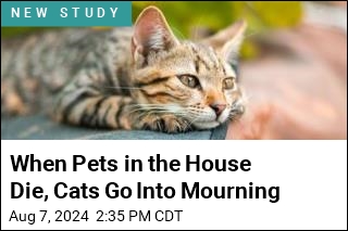 When Other Pets Die, Cats Go Into Mourning