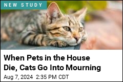 When Other Pets Die, Cats Go Into Mourning