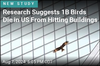 Research Suggests 1B Birds Die in US From Hitting Buildings