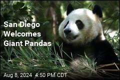 Giant Pandas Make Debut in San Diego