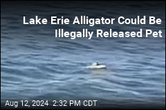 Authorities Search for Lake Erie Alligator