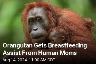 Orangutan Gets Breastfeeding Assist From Human Moms