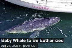 Baby Whale to Be Euthanized