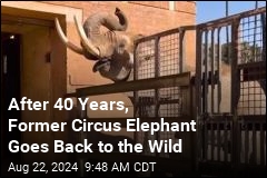 Former Circus Elephant Returns to Wild After 40 Years