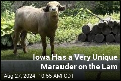 On the Lam in Iowa: An &#39;Aggressive&#39; Water Buffalo