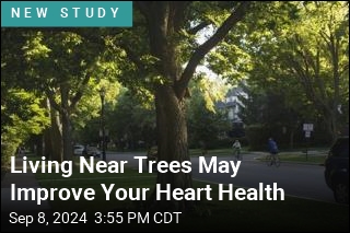 Living Near Trees May Improve Your Heart Health