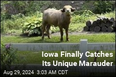 Escaped Water Buffalo Corralled in Iowa