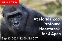 Florida Zoo Loses 3 Apes to Intestinal Illness